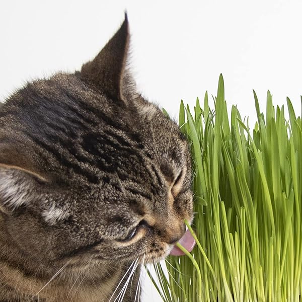 SMARTYKAT SWEET GREENS ORGANIC OAT GRASS ALL-IN-ONE CAT GRASS GROW KIT, EASY-TO-GROW TO SUPPORT DIGESTION & HAIRBALL REDUCTION