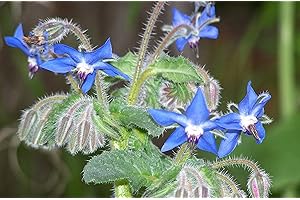 200+ Borage Seeds- Heirloom Herb Variety- by Ohio Heirloom Seeds