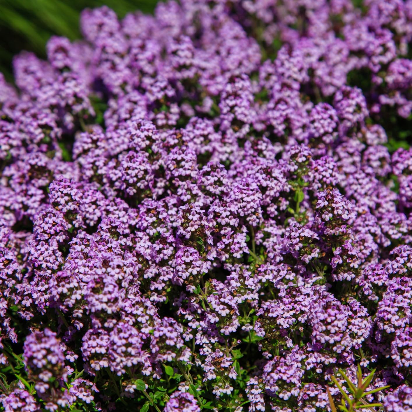PREMIER SEEDS DIRECT - Thyme - Purple Creeping - 0.75 GRAM Approx - Thymus SERPYLLUS