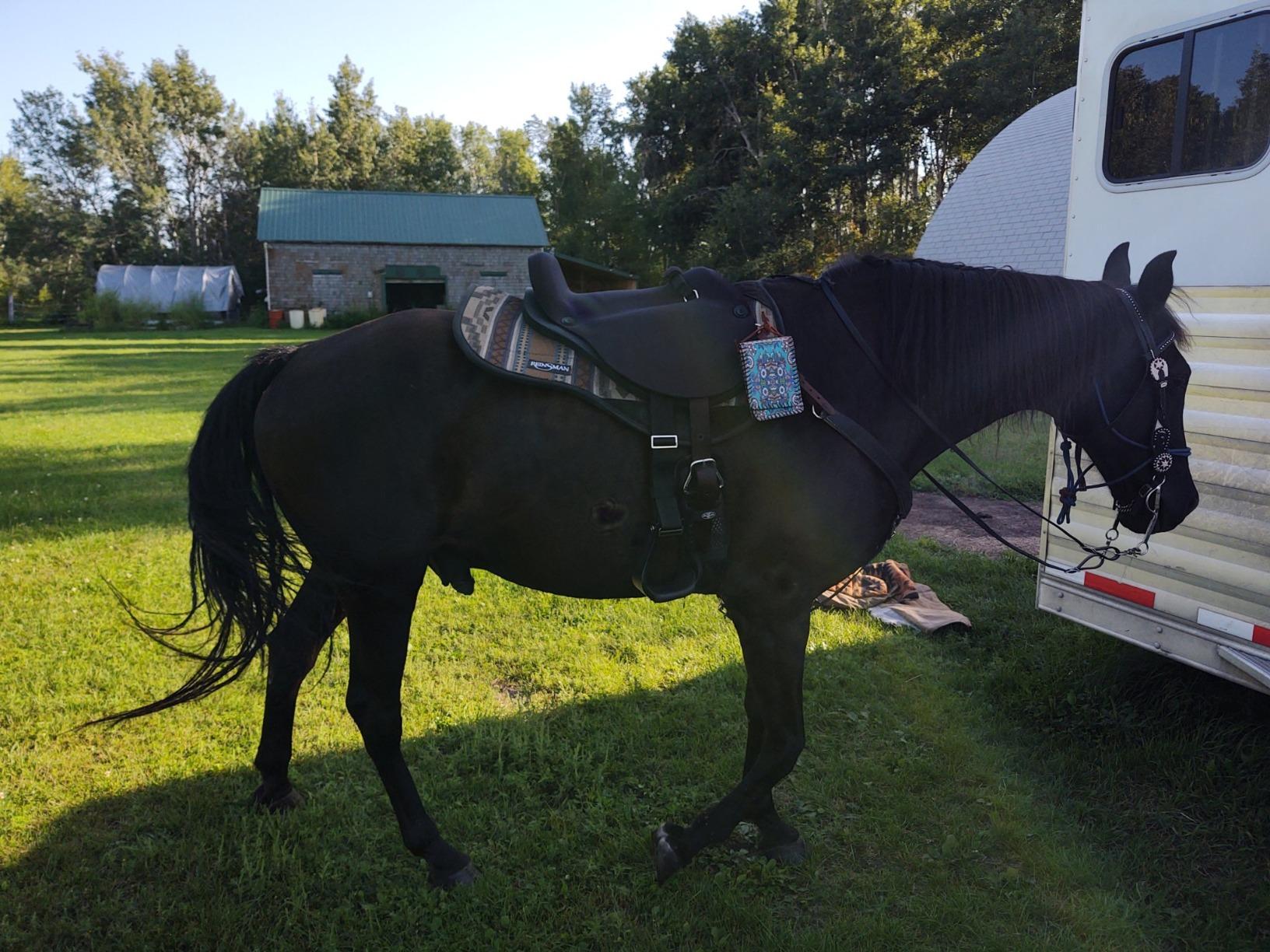 $10/mo - Finance Mustang Soft Ride Saddle | Buy Now, Pay Later