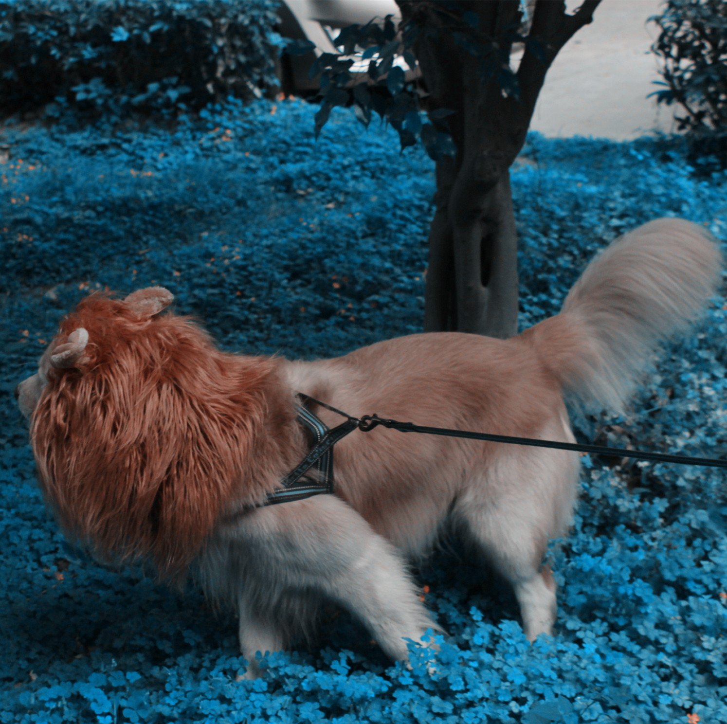 Iccker Dog Costume Lion Mane for Large Dog - Hilarious Realistic ROFL Halloween Christmas Gift for Birthday Party, (Brown)