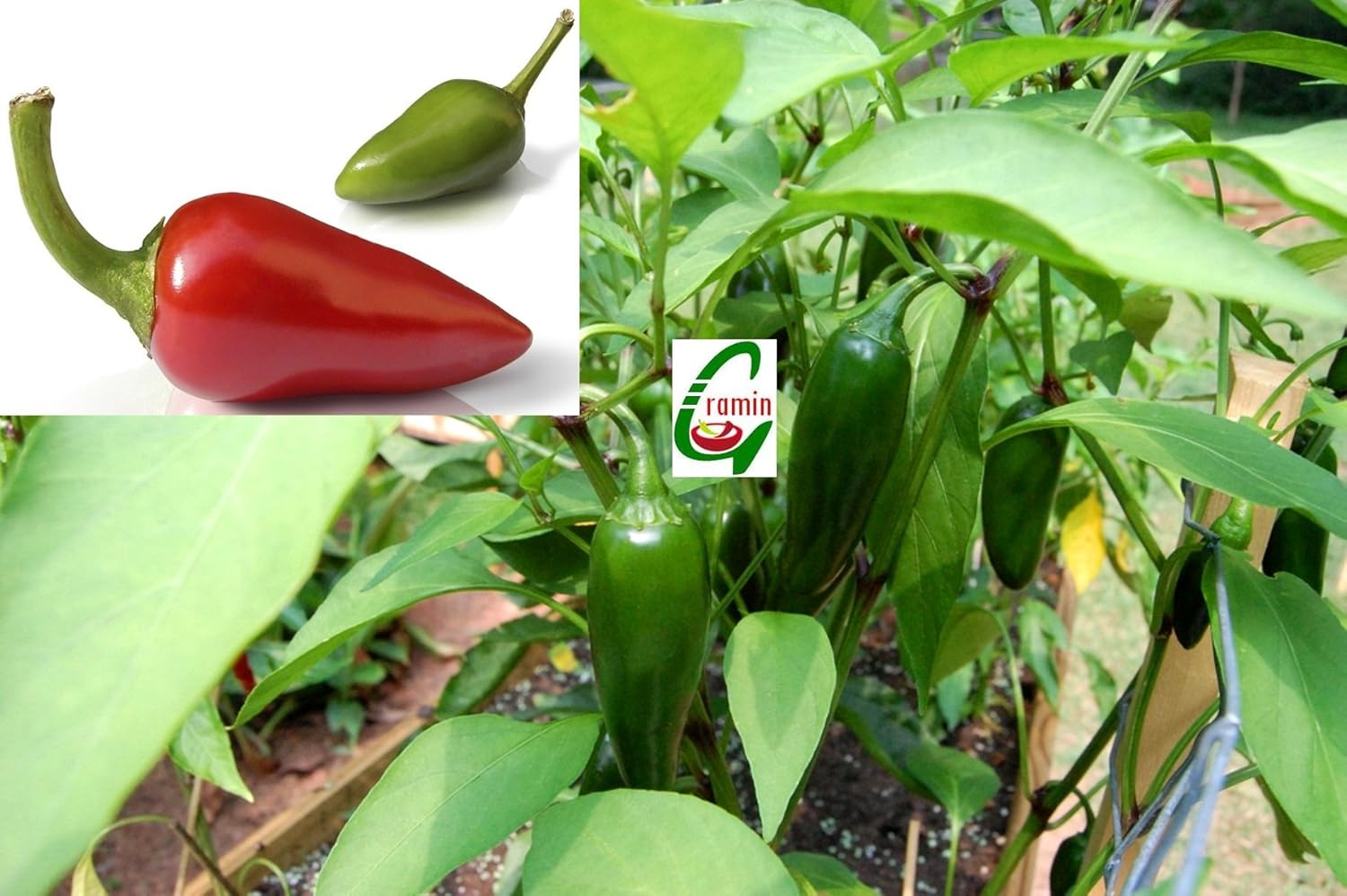 Buy Seedstores Hybrid Jalapeno Hot Pepper Bullet Chilli HPH 4968 High
