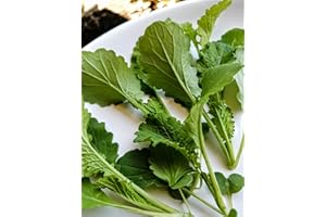Hundredfold Green Wave Mustard Vegetable 1000 Seeds - Non-GMO Microgreens, Asian Greens or Salad
