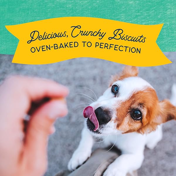 NATURAL BALANCE LIMITED INGREDIENT REWARDS CRUNCHY BISCUITS, BITE-SIZE TREATS FOR SMALL-BREED DOGS, MADE WITH REAL CHICKEN, 8 OUNCE (PACK OF 1)