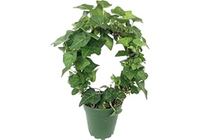 WEKIVA FOLIAGE English Ivy Hoop - Live Plant in a 4 Inch Pot - Hedera Helix - Florist Quality - Beautiful Easy Care Indoor Air Purifying Topiary Houseplant Vine