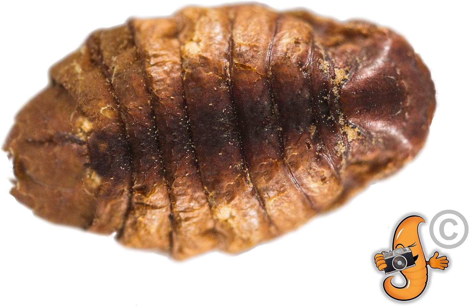 Chubby Mealworms Dried Silkworm Pupae (1Litre), Dried Silkworm for Wild Birds Koi Fish, Reptiles, Turtles & Other Animals - Image 4