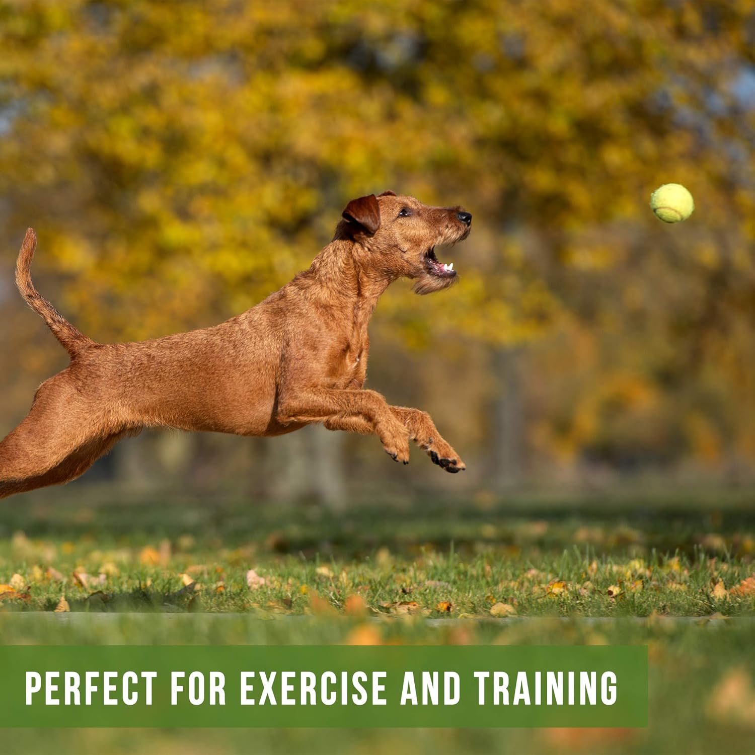 Pet Supplies : Hyper Pet Tennis Balls for Dogs, Pet Safe Dog Toys for Exercise and Training, Pack of 12, Green : 