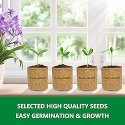 Bonsai Tree Kit for Beginners, DIY Growing Kits