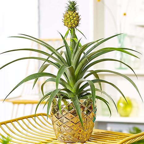 1 X Gorgeous Ananas Comosus Amigo Evergreen Pineapple Plant 35 45cm Potted Amazon Co Uk Garden Outdoors
