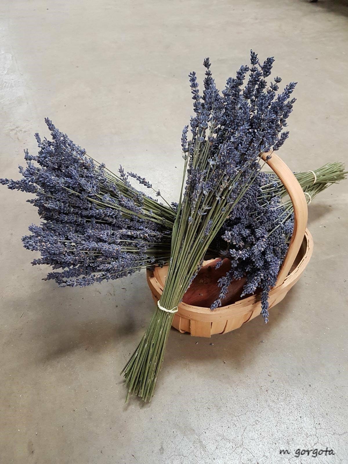 Dried Natural French Provence Fragrant Lavender Bunch Tied by Hand