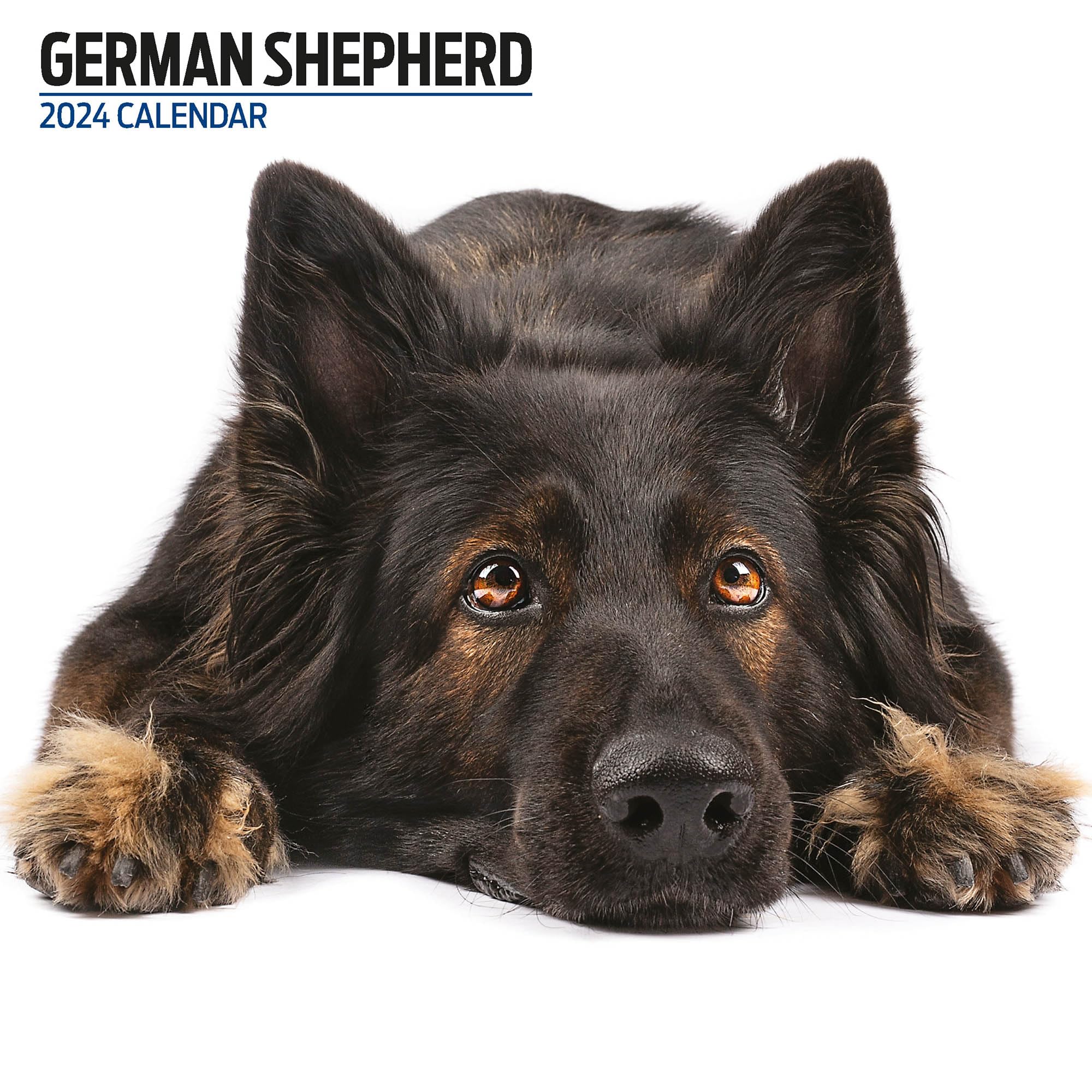 German Shepherd Modern 2024 Calendar