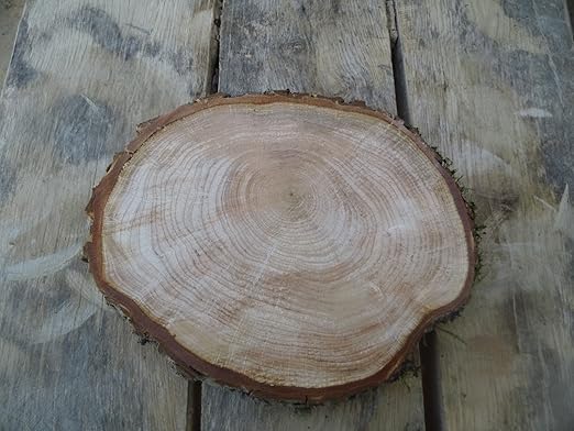 KJR Holzmanufaktur Baumscheibe, Holzscheibe,ca. 30x3 cm, basteln, Holz,Erle