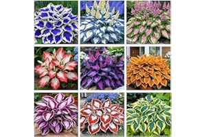 200+ Mixed Hosta Seeds for Planting Outdoors Colorful Hosta Plants Heart-Shaped Hosta Foliage Perennial Hostas Bulbs for Plan