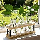 THYGIFTREE Plant Propagation Station with Wooden Stand, Propagation Vases Glass Planters for Indoor Plants Hydroponic Propagating Jars Home Office Decor, Plant Lover Gifts