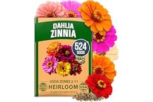 HOME GROWN Zinnia Dahlia Seeds Pack for 2026 Non GMO 524 Flower Seeds | Vibrant Zinnia Elegans for Pollinator Gardens, Borders & Containers | Easy-to-Grow Outdoor Blooms