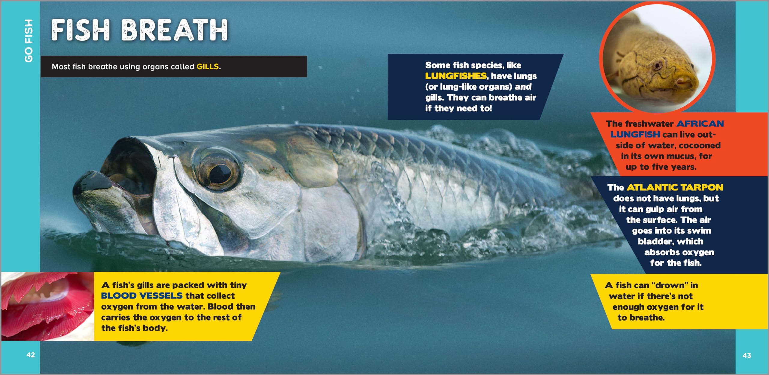 The Fascinating Ocean Book for Kids: 500 Incredible Facts! (Fascinating Facts)