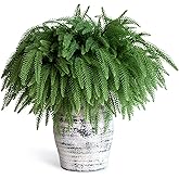 SENCID 12 Pcs Christmas Norfolk Pine Branches - 18" Artificial Norfolk Branch Faux Stem Greenery Pine Picks for Vase DIY Crafts Christmas Garland Wreath Making Home Decor