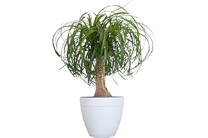 U UNITED NURSERY United Nursery Ponytail Palm – Beaucarnea Recurvata in 6” White Décor Pot – 14–16 Inches Tall – Drought-Tolerant, Low-Maintenance Indoor Plant – Pet-Safe, Air-Purifying Succulent Tree
