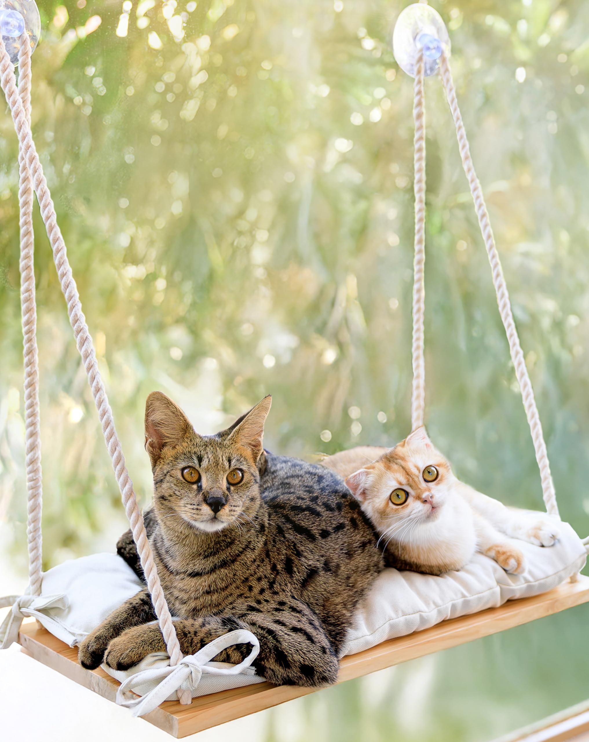 Photo 1 of Cat Window Perch for Large Cats - Hammock Bed for Heavy Indoor Cats - Solid Wood Seat, 5 Strong Suction Cups, Soft Cushion - Rustic Shelf for Pets Inside