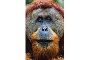 Orangutan Journal: Lined Journal, 120 Pages, 5.5 x 8.5, Soft Cover, Matte Finish
