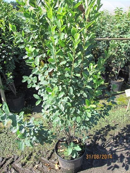 Amelanchier Princess Diana Felsenbirne Princess Diana Amazon De Garten