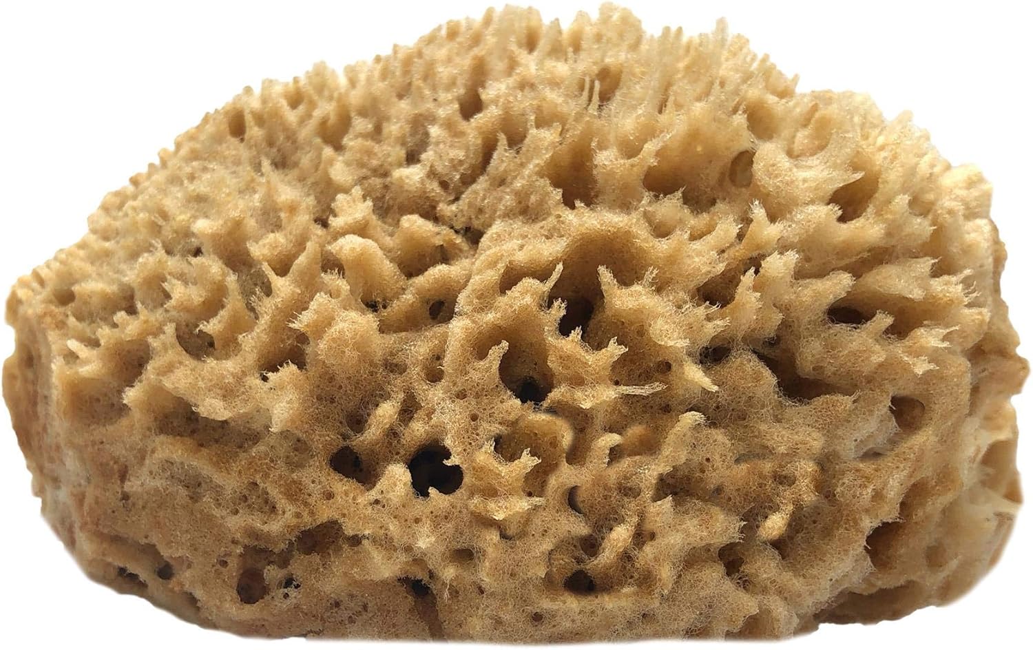 Half Natural Sea Sponge with Flat Side for Painting Artists, Decorating, Texturing, Sponging, Marbling, Faux Finishes