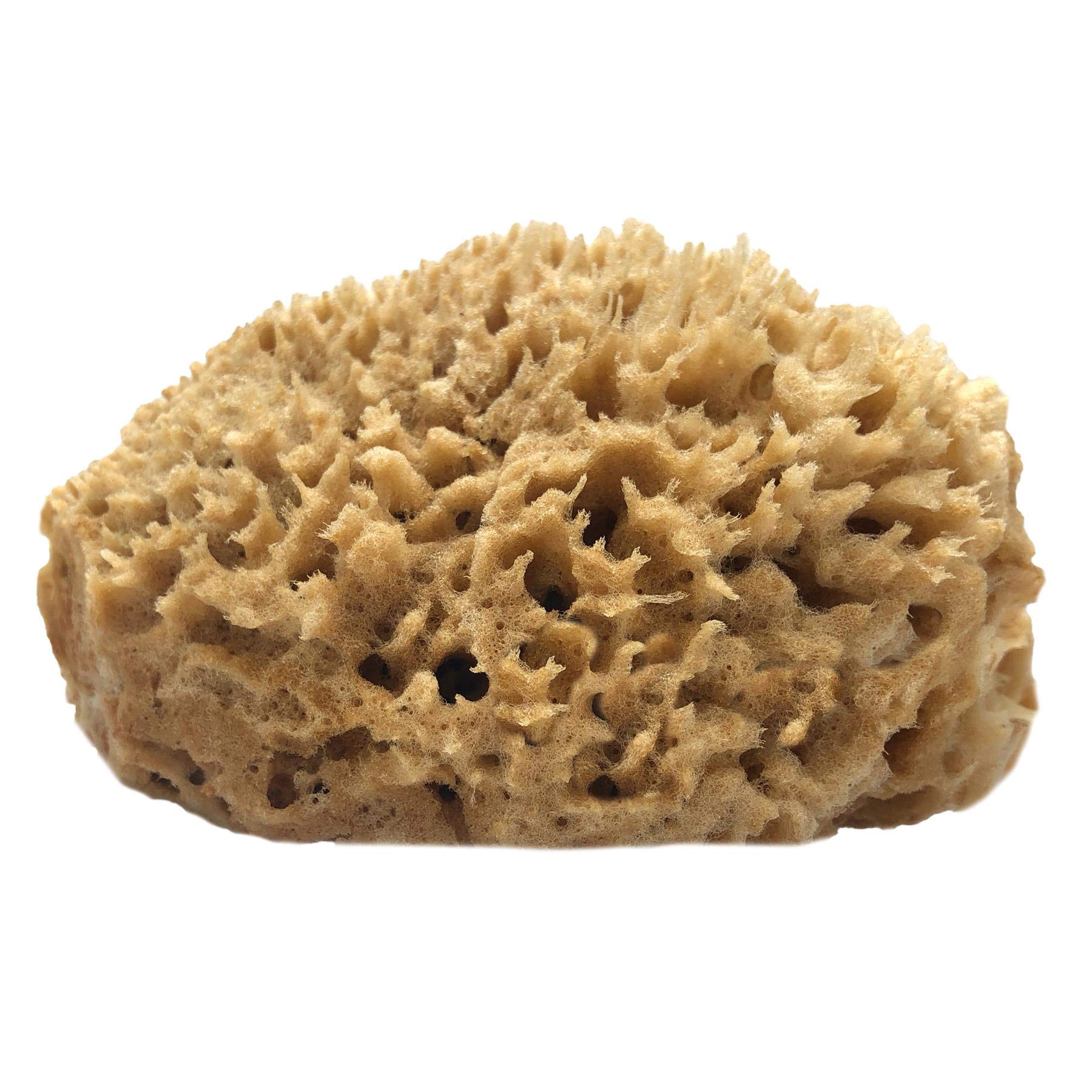Half Natural Sea Sponge with Flat Side for Painting, Artists, Decorating, Texturing, Sponging, Marbling, Faux Finishes, Crafts & More - Strong and Durable - 100% Natural & Organic - Hypoallergenic