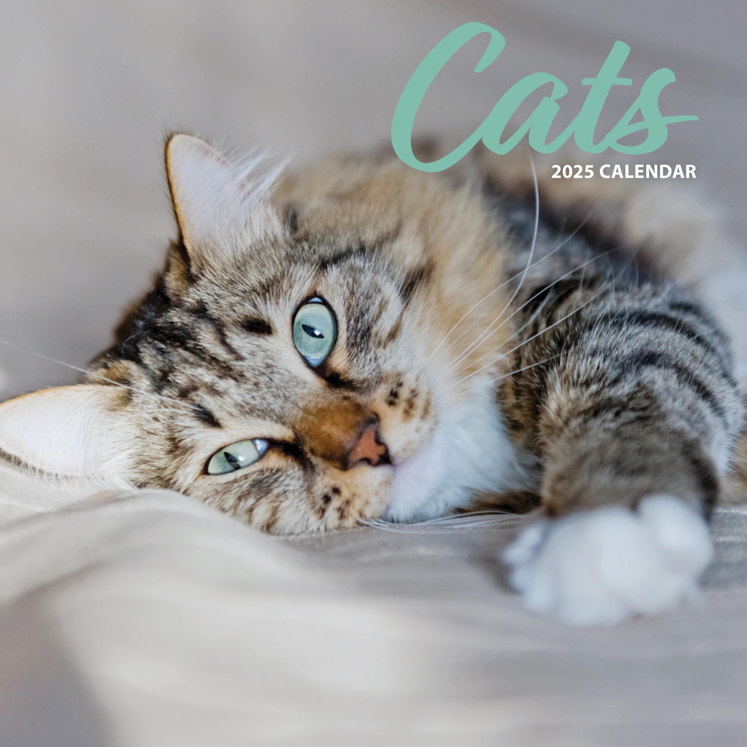 Cat 2025 Traditional Calendar