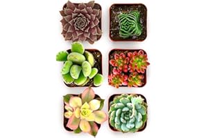 Shop Succulents Colorful Succulent Plant Pack 2" Grow Pot Pack of 6