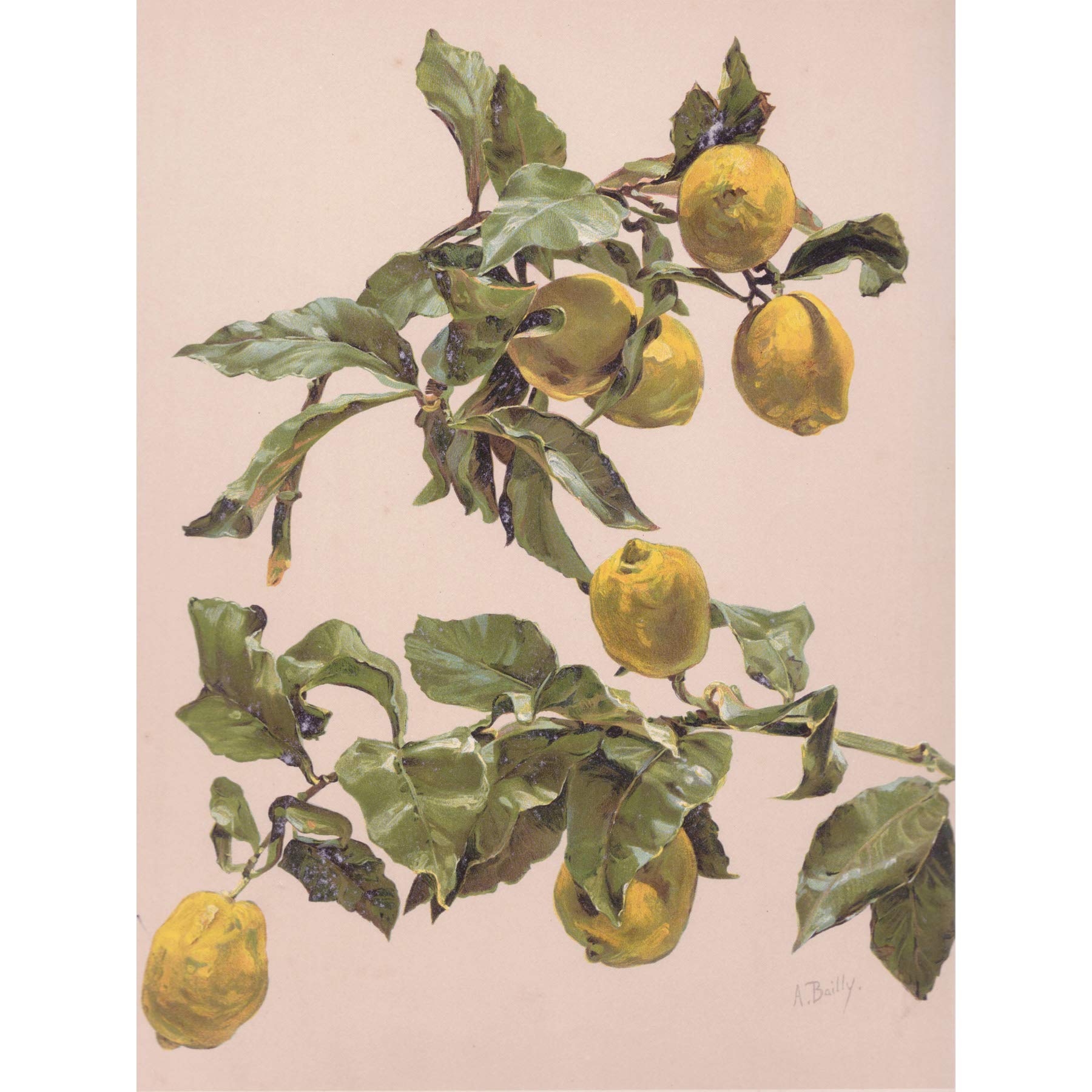 Artery8 Bailly Vintage Watercolor Lemon Tree Painting Large Wall Art Poster Print Thick Paper 18X24 Inch