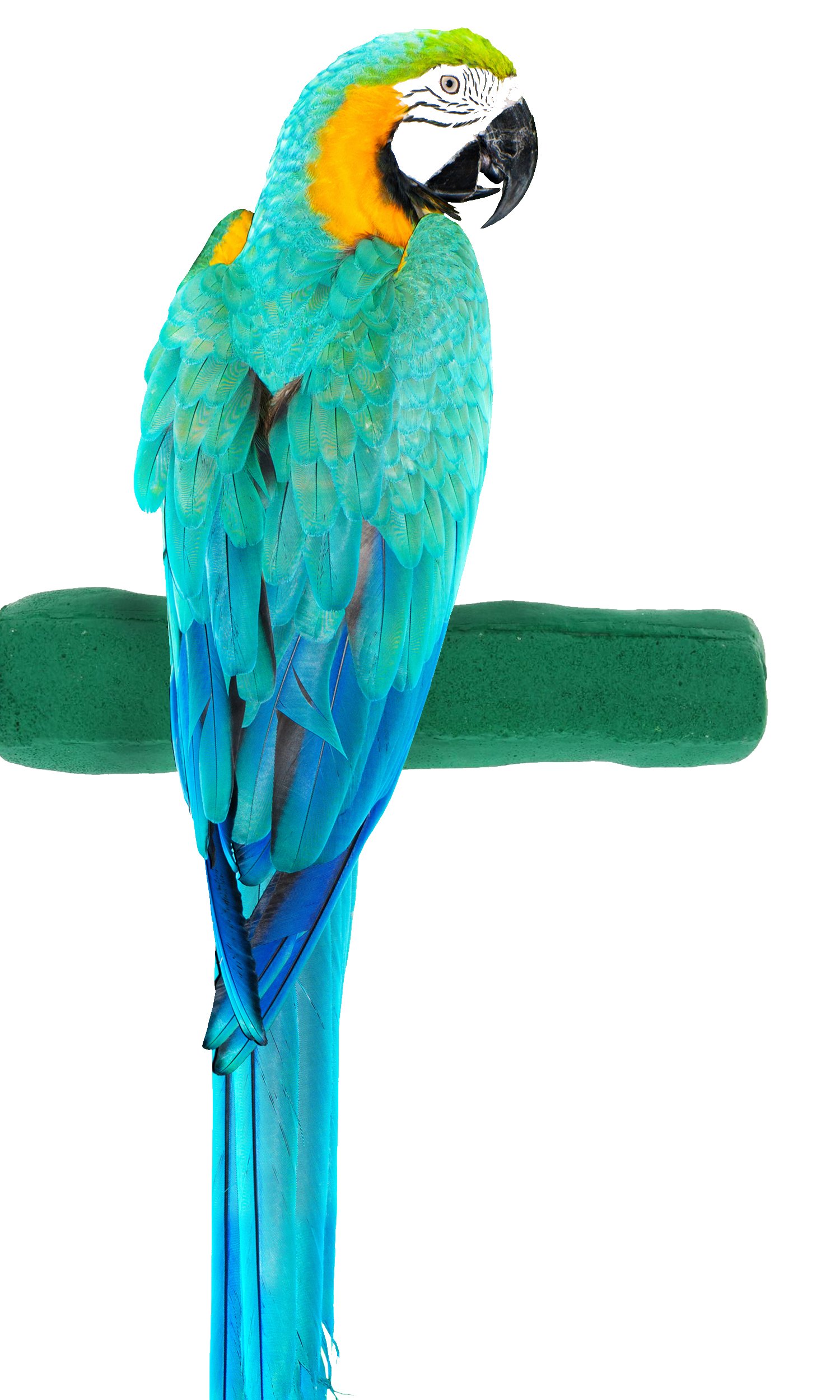 Sweet Feet and Beak Comfort Grip Safety Bird Pumice Perch - Patented Bird Perch Keeps Nails and Beak in Top Condition - Imitates Birds' Life in the Wild - Non-Toxic - Hangs Easily - X-Large - Green