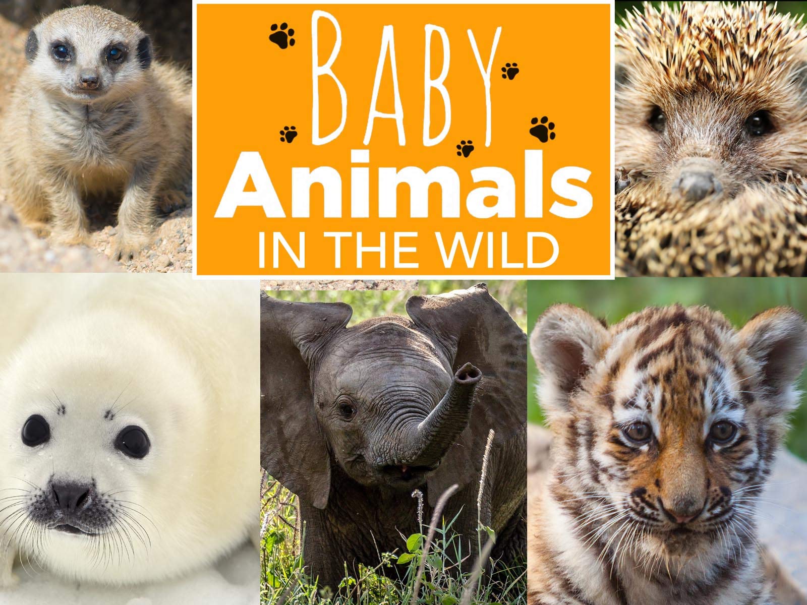 Watch Baby Animals In The Wild Season 1 Prime Video