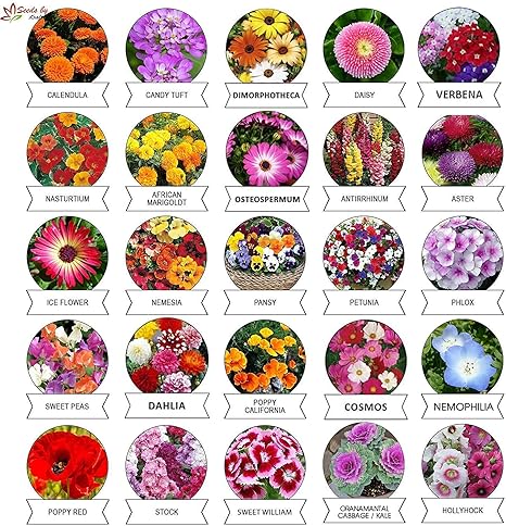 Kraft Seeds Varieties of Summer Flower Seeds (Multicolour, Pack of 25)