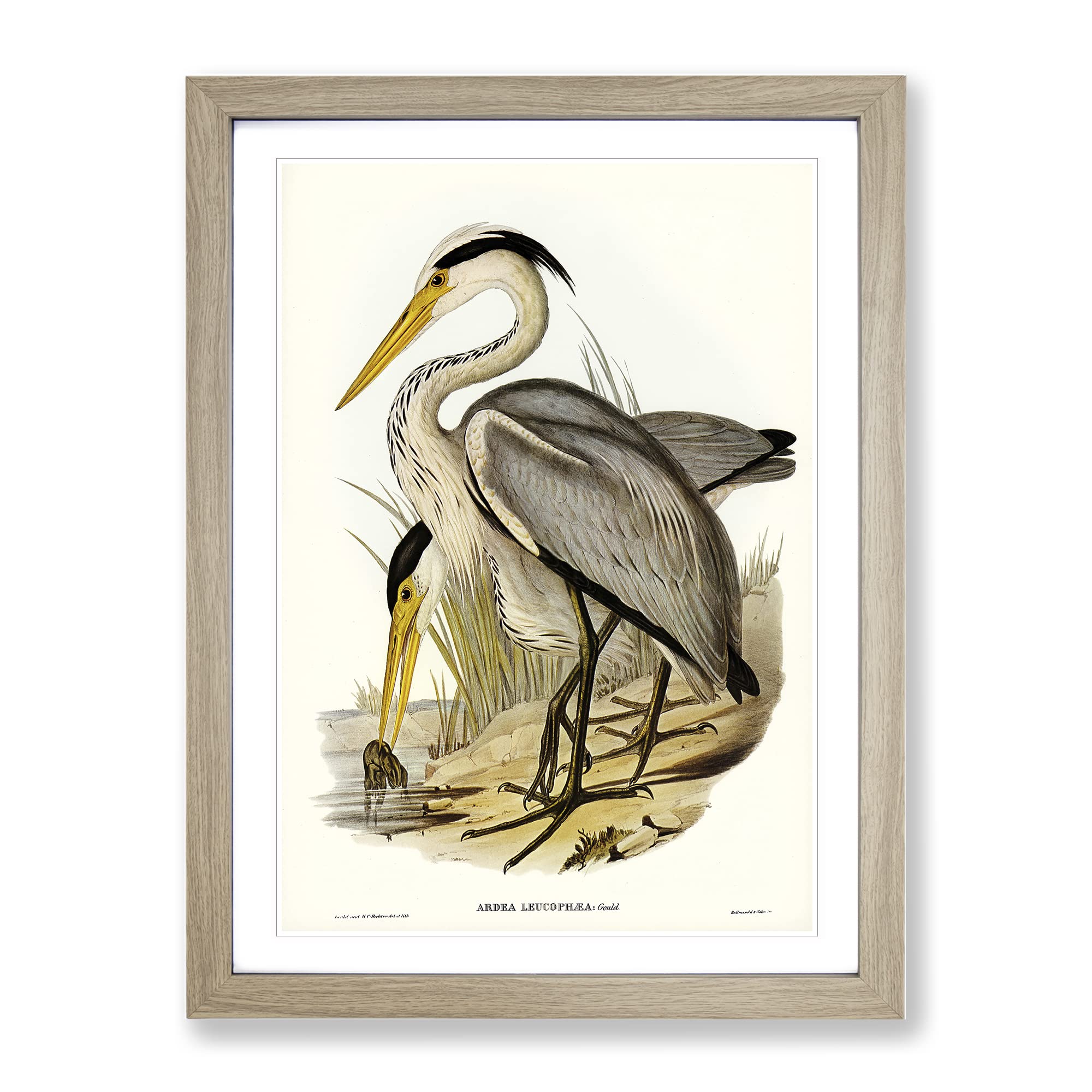 Great Grey Heron Birds By Elizabeth Gould Vintage Framed Wall Art Print, Ready to Hang Picture for Living Room Bedroom Home Office Décor, Oak A3 (34 x 46 cm)