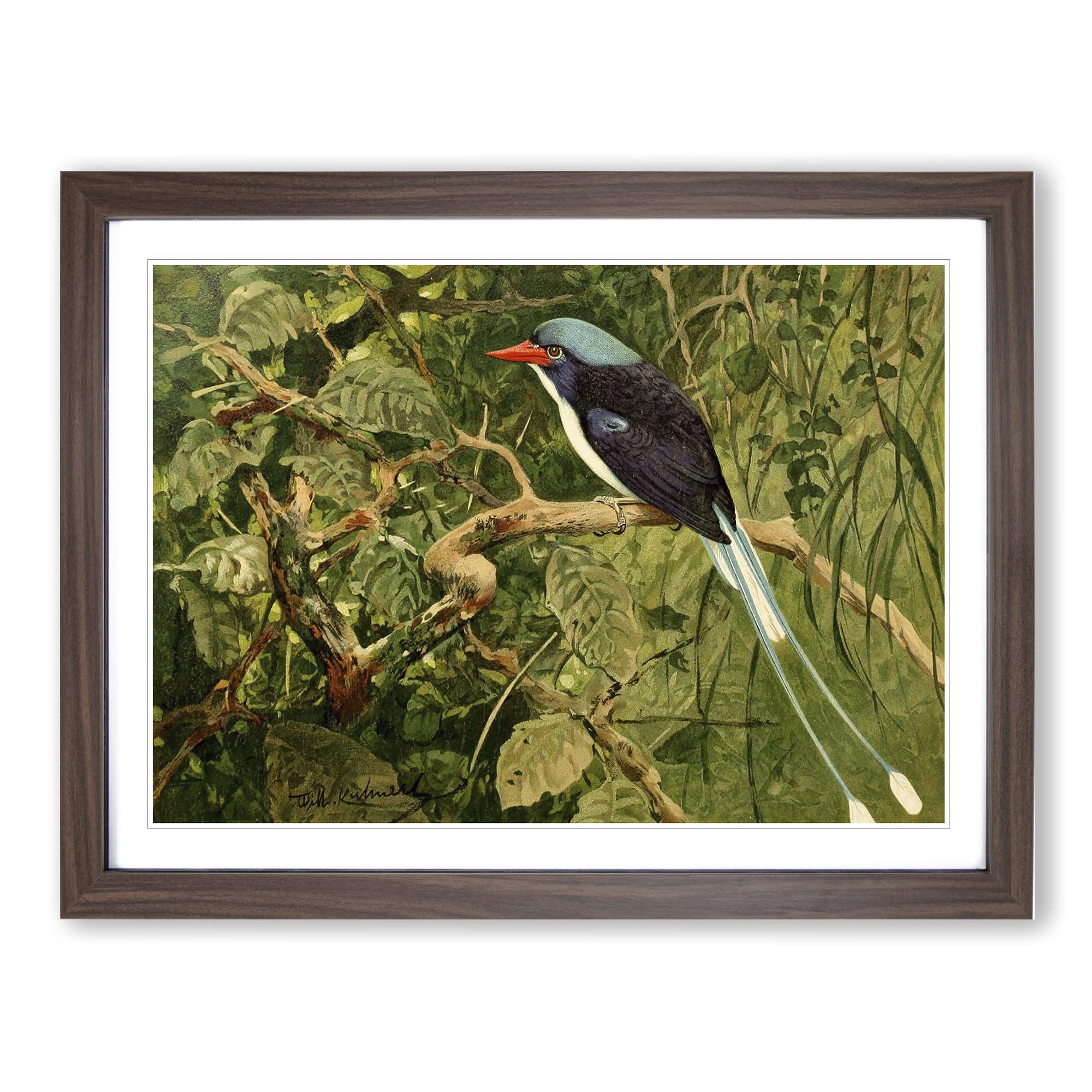 W Kuhnert Paradise Kingfisher Vintage Framed Wall Art Print, Ready to Hang Picture for Living Room Bedroom Home Office Décor, Walnut A4 (34 x 25 cm)