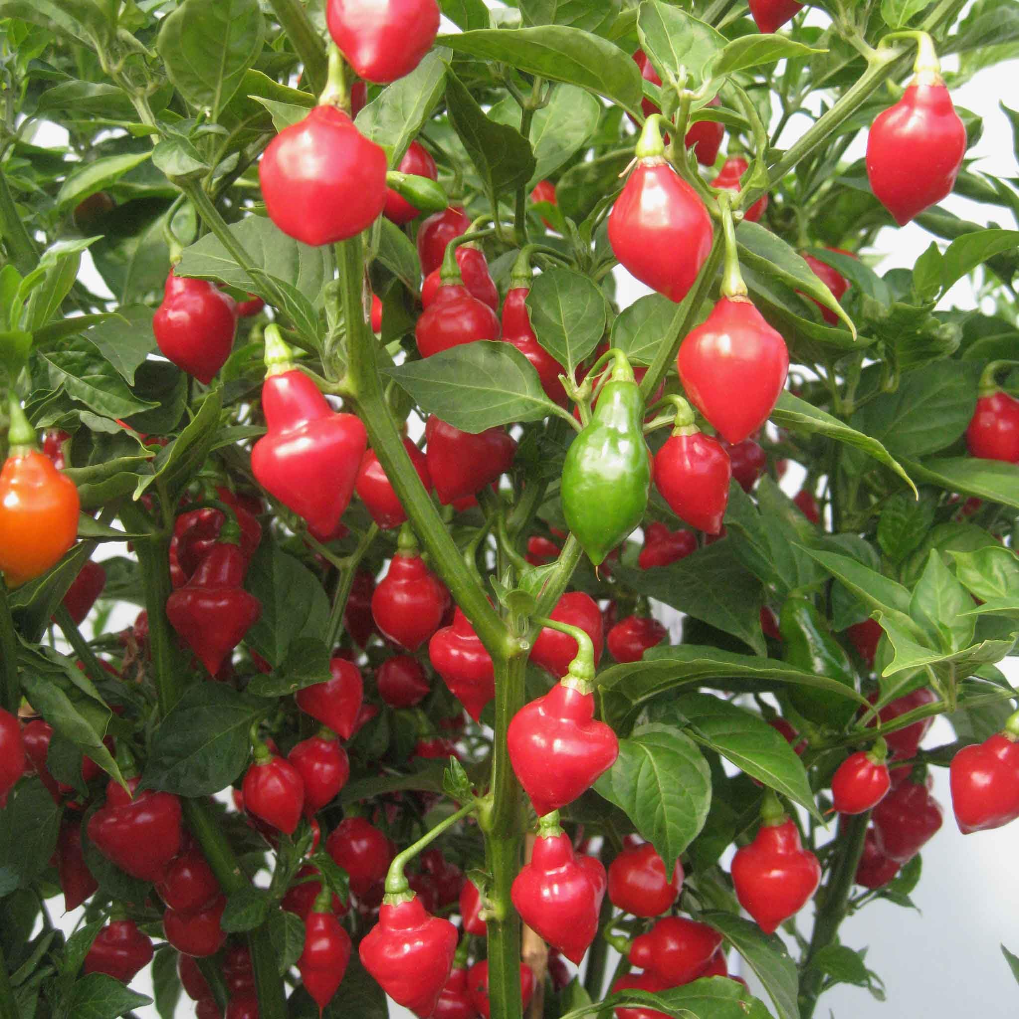 Eden Brothers Hot Pepper Seeds - Spinning Tops