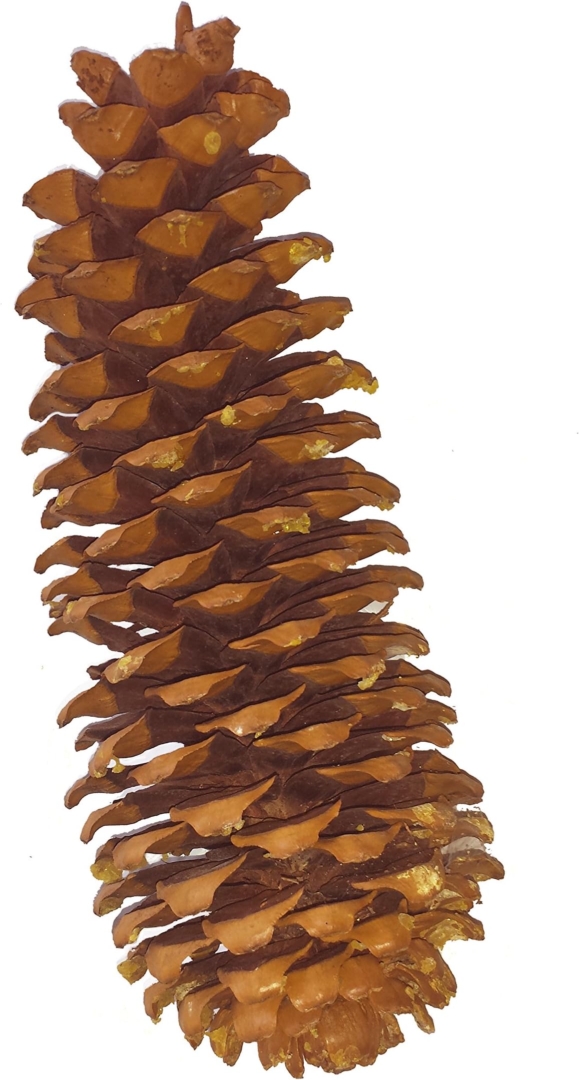 Sugar Pine Cone, Dried, 11-18 Inches Long