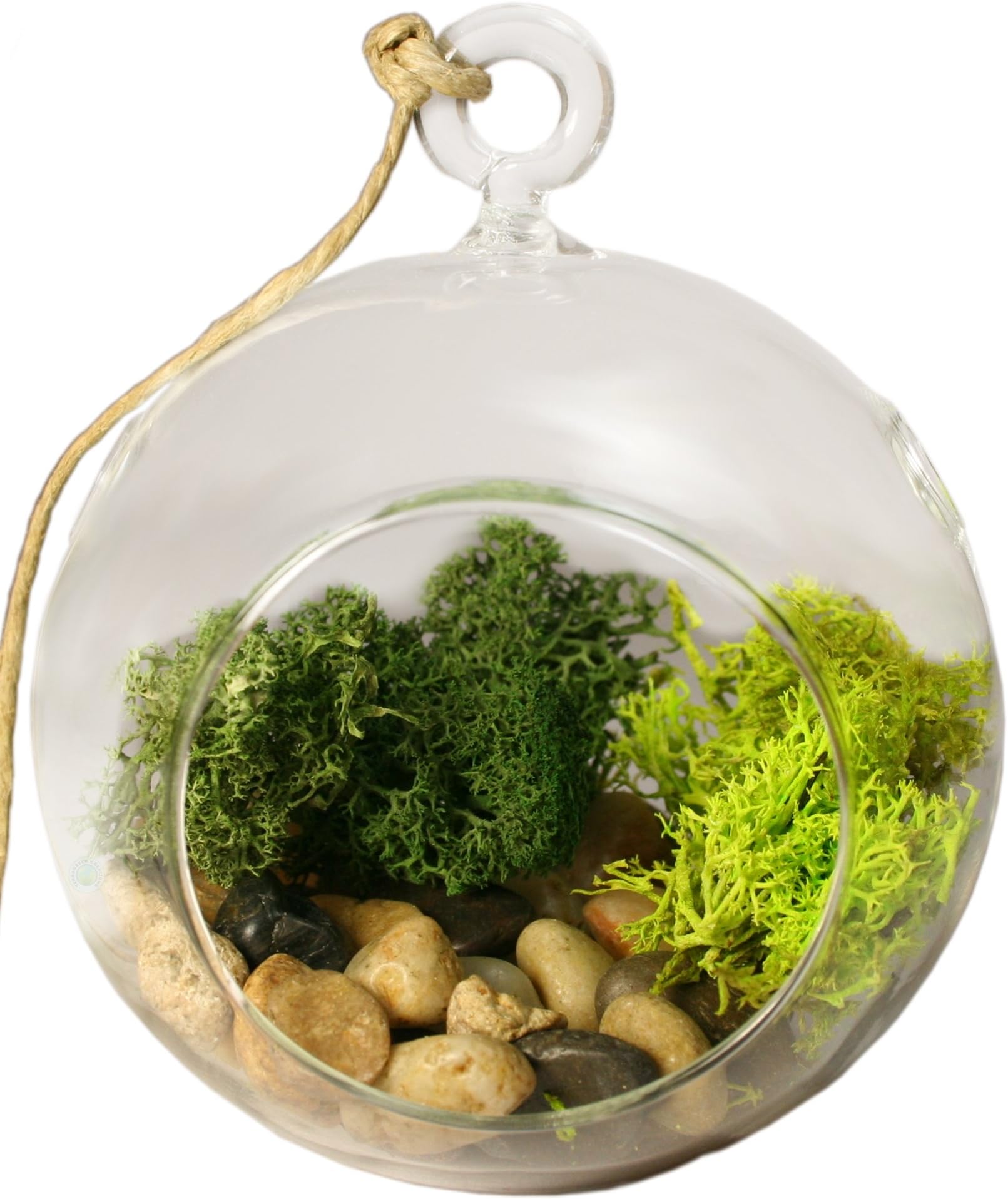Hanging Glass - Air Plant Succulent Terrarium Kit - Glass with Moss, Polished River Rocks, Hanging String, and Eyelet. (Glass Globe)