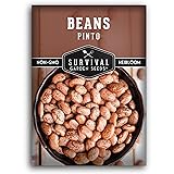 1 Pack Pinto Bean Seeds for Planting with
