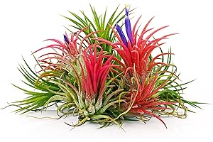 Colorful Air Plant Hand Selected Fast Growing Easy Care Low Maintenance Indoor Outdoor Houseplant Succulents Tillandsia Ionantha Awesome Industries (Fuego, Medium 5 Pack)