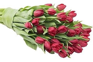 Blooms2Door PRIME NEXT DAY DELIVERY - WEDDING COLLECTION - 30 Red Tulips ( Flowers, Cut-to-Order, and Homegrown in the USA) I Gift for Birthday, Anniversary, Thank You, Mother’s Day Fresh Flowers.