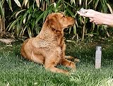 Pet Wiz Vet Approved Dry Shampoo for Pets Coconut & Oat Waterless view 3
