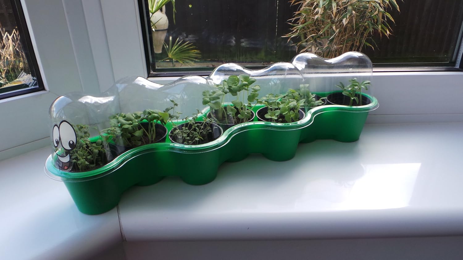 Plant Theatre PT/Caterpillar - Kit de Cultivo en casa, Color ...