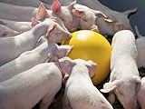 Kerbl Pig Play Ball Anti-Stress Piglet Toy Relaxed Animals view 2