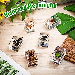 24 Styles Insect in Resin Specimen, Bugs Collection