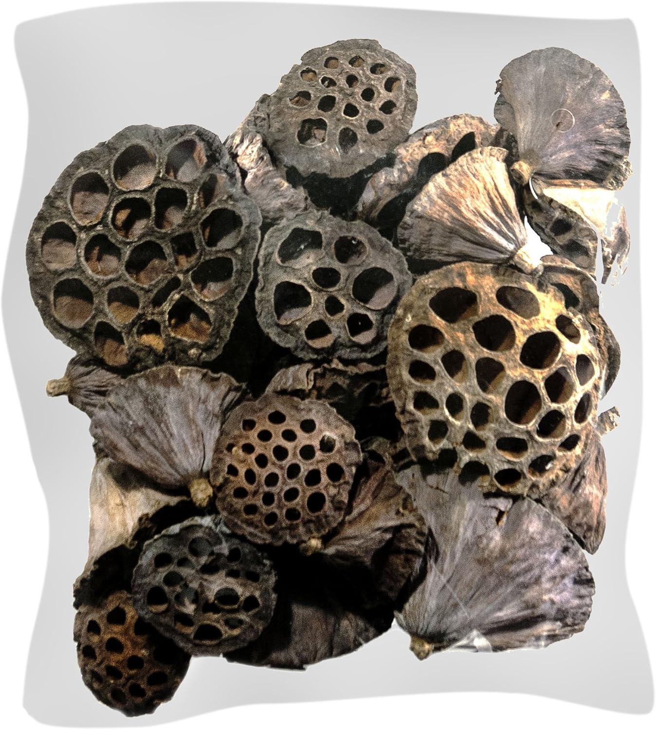 Vase Fillers - Super Moss (20802) 40-Piece Lotus Pods, Brown, Mixed