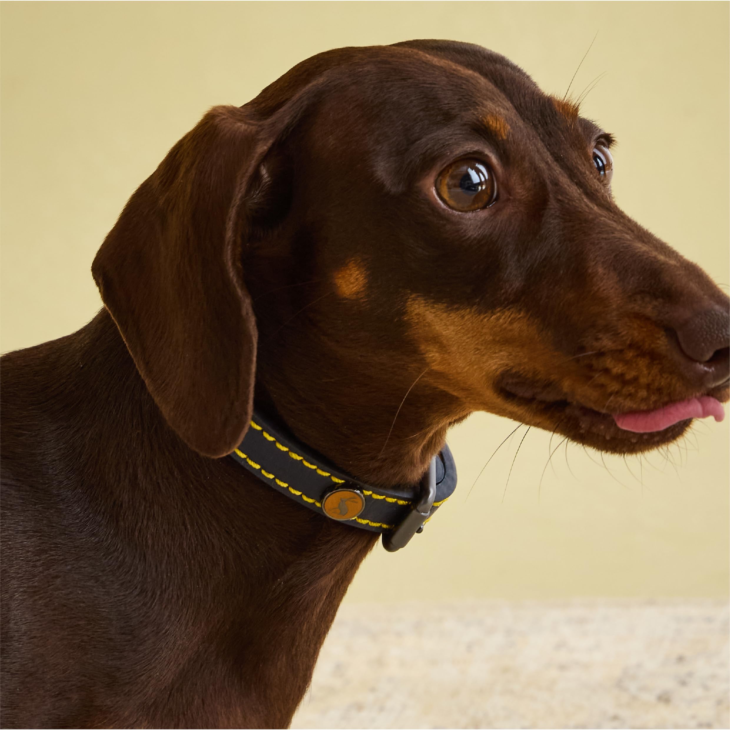 Rosewood Joules Navy Leather Dog Collar, Small