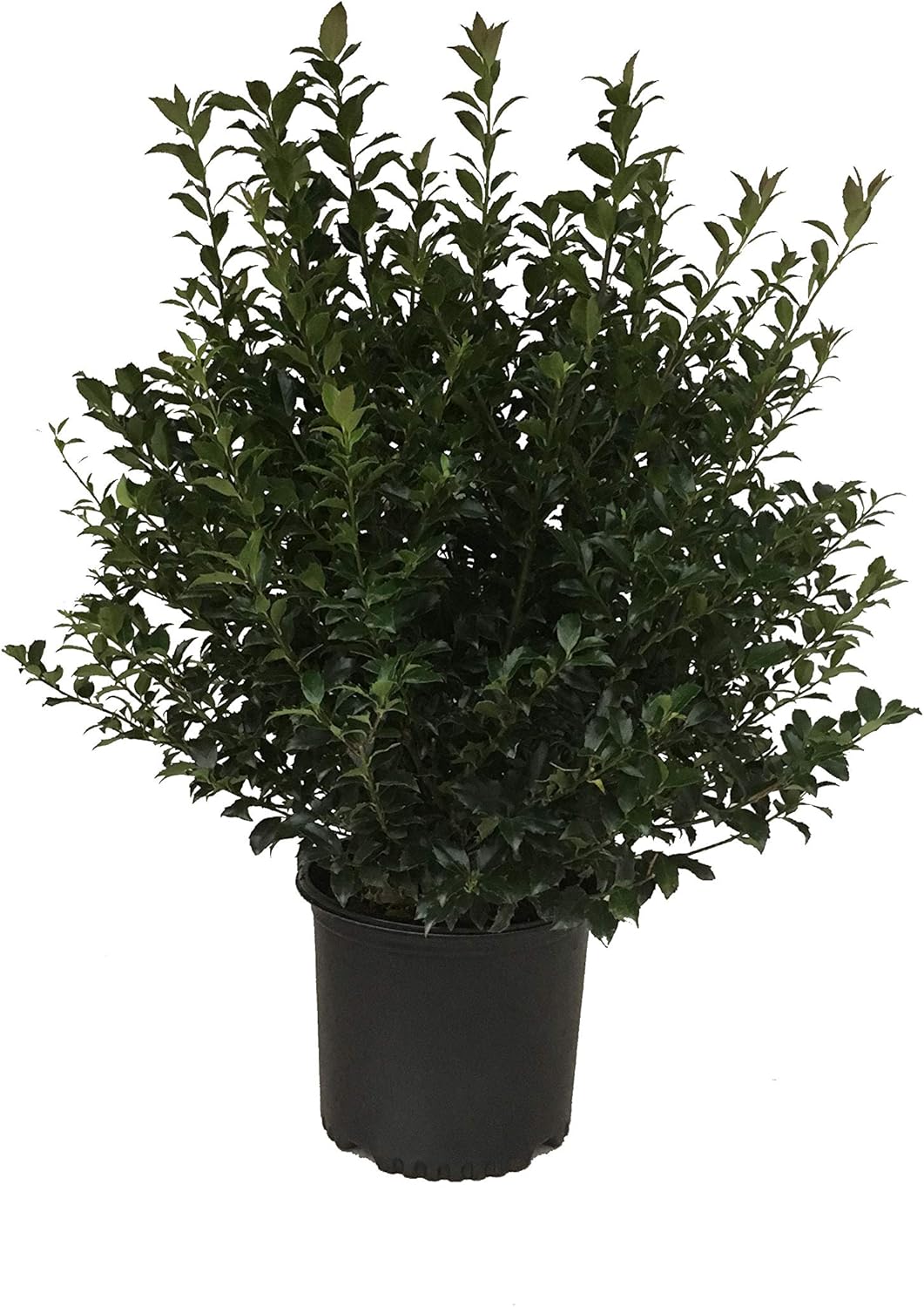 Premier Plant Solutions 03461 Ilex X Mes. Blue Premier Plant Solutions 03461 Ilex X Mes. Blue