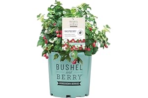 GREEN PROMISE FARMS Bushel and Berry™ - Rubus Raspberry Shortcake (Thornless Raspberry) Edible-rubus, Red Raspberry, #2 - Size Container