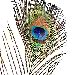 Piokio 10 pcs Natural Peacock Feathers in Bulk